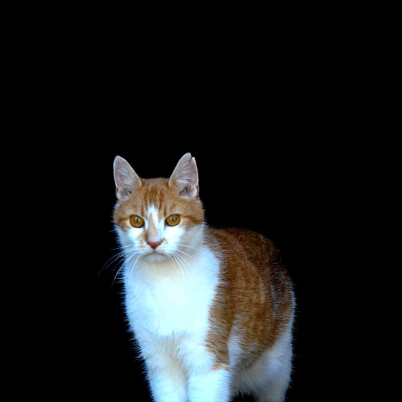 LEO