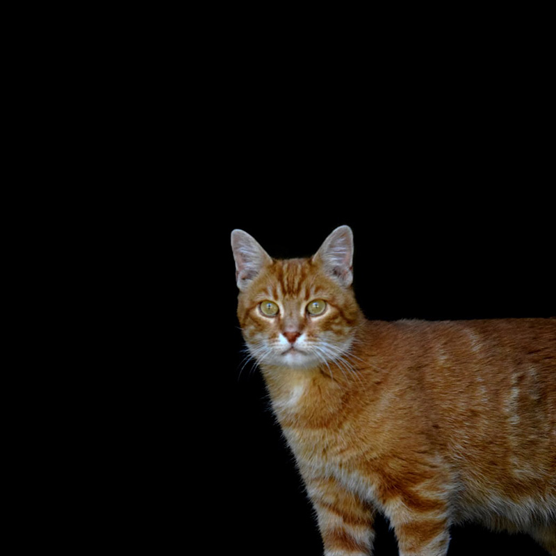 TOPI